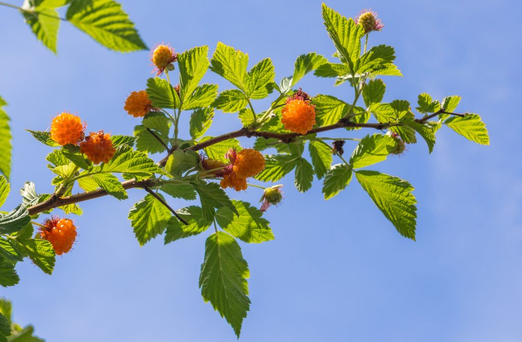 Closeup of the thorny branch of a salmonberry plant with small serrated leaves and bright orange berries.