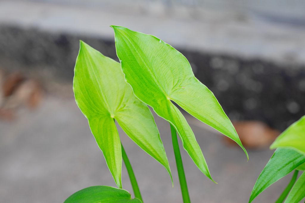 Closeup of two leaves; wapato plant.
