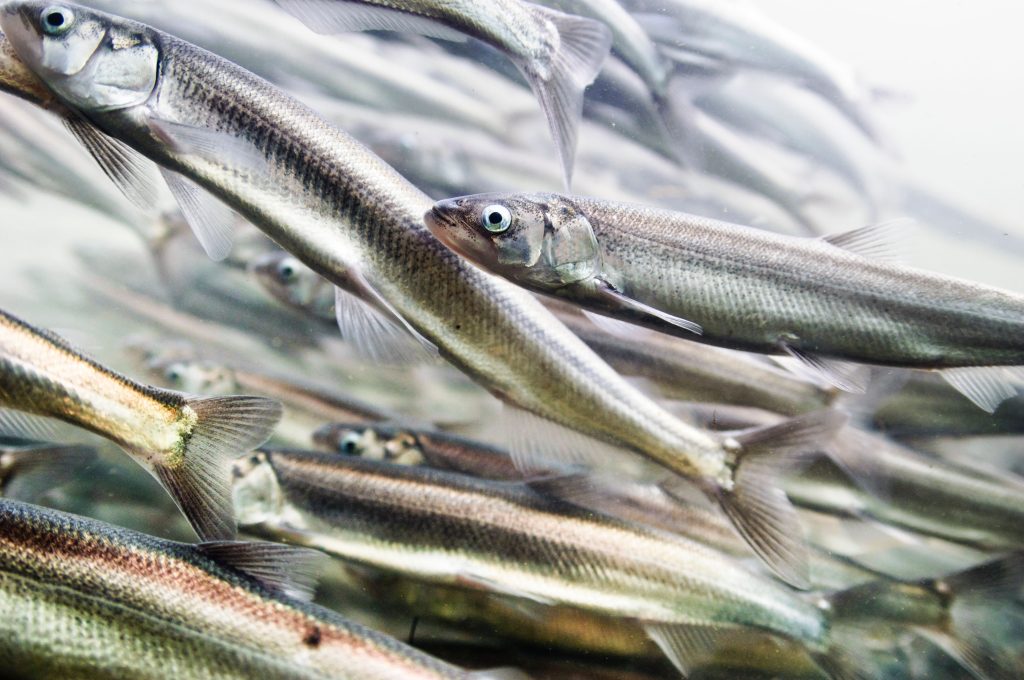 A school of small, slender, and shiny fish swimming; eulachon.