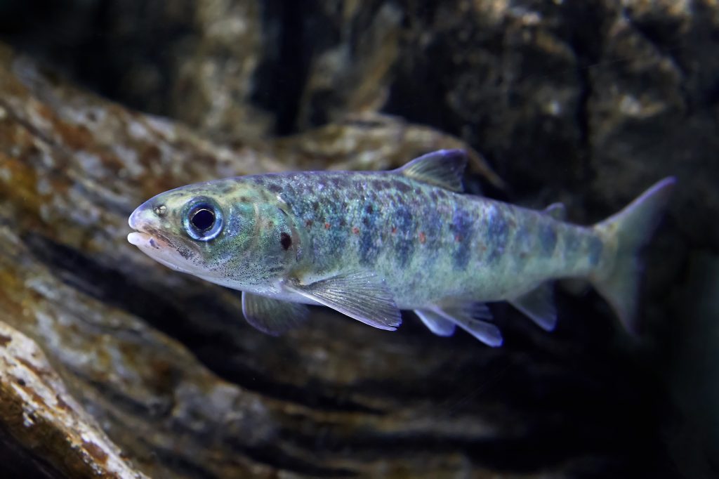 A small fish swimming; a juvenile salmon.