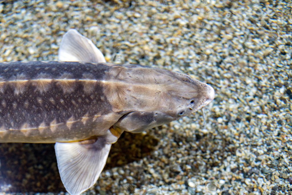 The head and back of a swimming fish with a bony head and diamond patterns along its body; a white sturgeon.
