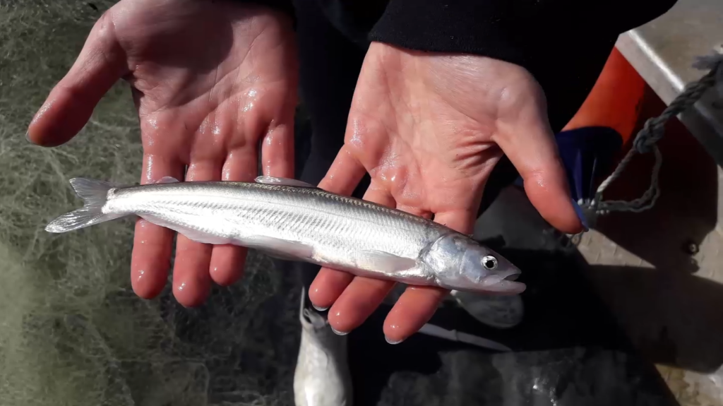 Outstretched hands holding a long shiny fish.