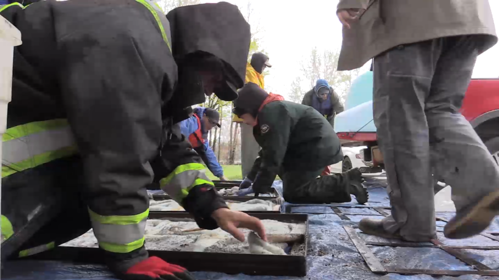 People kneeling to inspect trays of sand (egg mats) on a tarp.